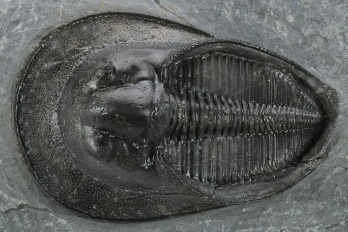 Harpes (Scotoharpes) Trilobite - Boudib, Morocco #227787